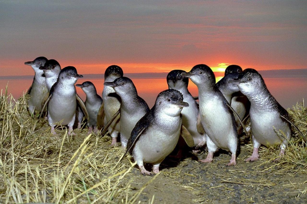 Big4 Ingenia Holidays Phillip Island Newhaven Esterno foto