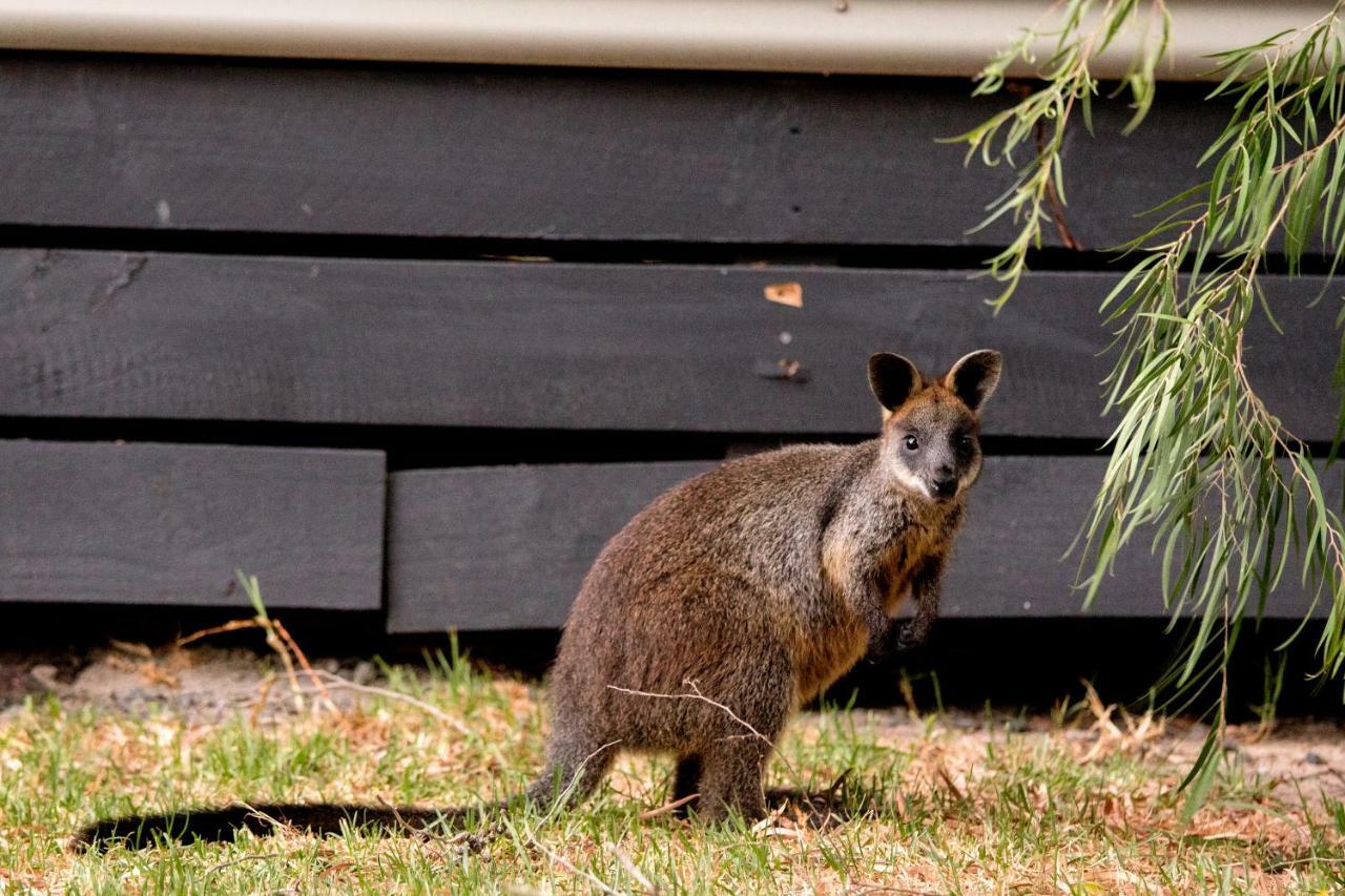Big4 Ingenia Holidays Phillip Island Newhaven Esterno foto